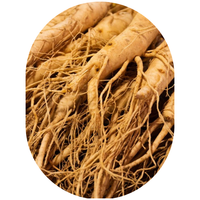 Panax Ginseng